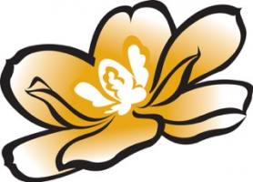 magnolia